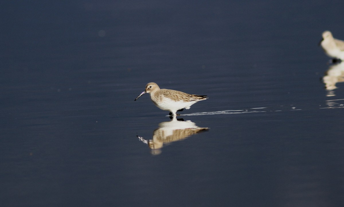 Dunlin - ML382781941