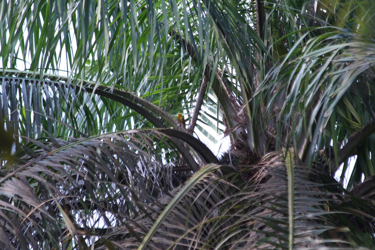 Tisserin orangé - ML382781981