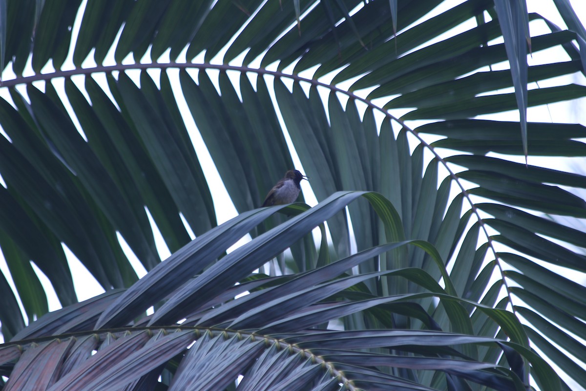 Souimanga de Reichenbach - ML382782151