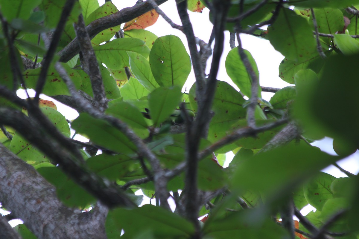 Perruche à collier - ML382782171