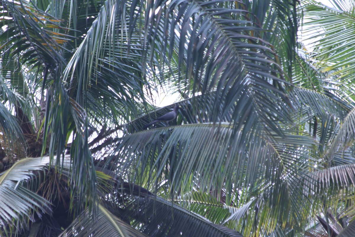 Touraco gris - ML382782591