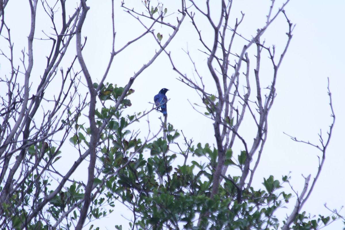 Choucador splendide - ML382782681