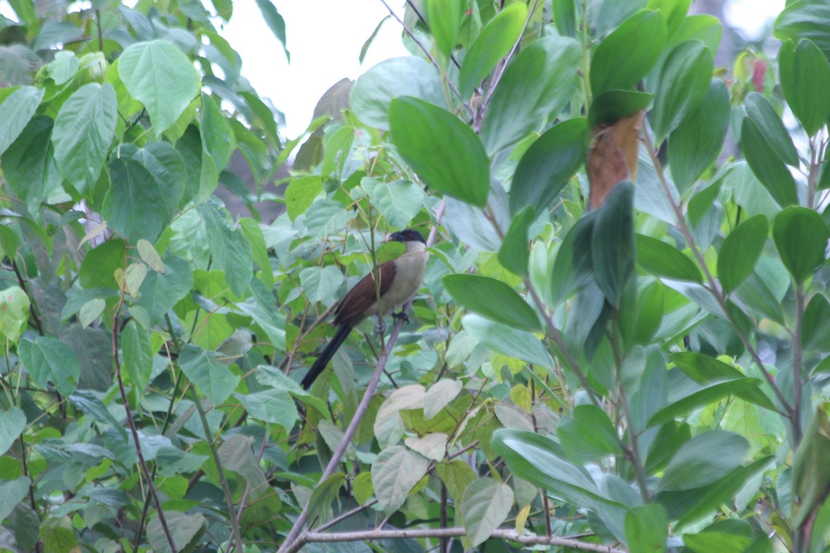 Coucal du Sénégal - ML382782741
