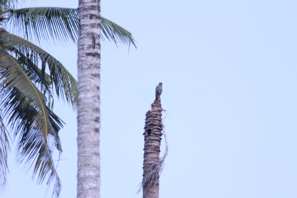 Faucon ardoisé - ML382783151