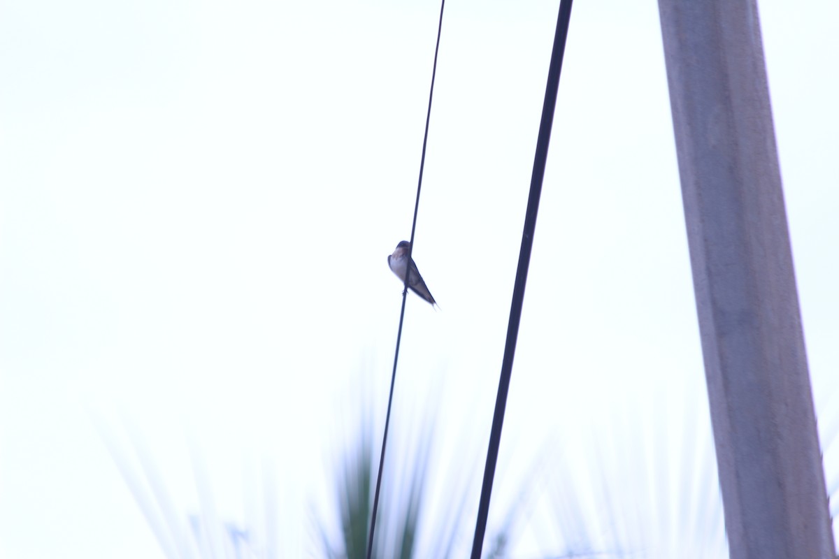 Hirondelle d'Éthiopie - ML382783251