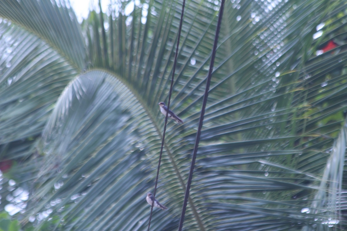 Hirondelle d'Éthiopie - ML382783681