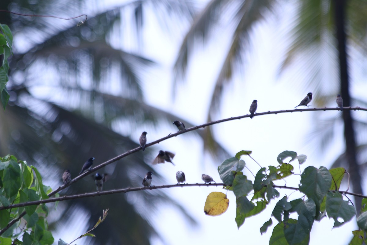 Capucin bicolore - ML382784311