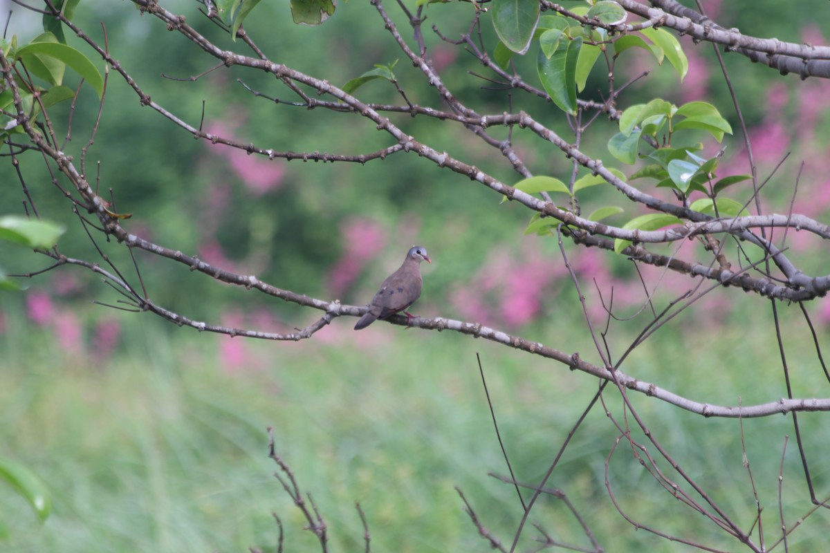 Tourtelette améthystine - ML382784351