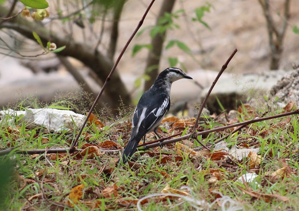 White-shouldered Triller - ML38278441