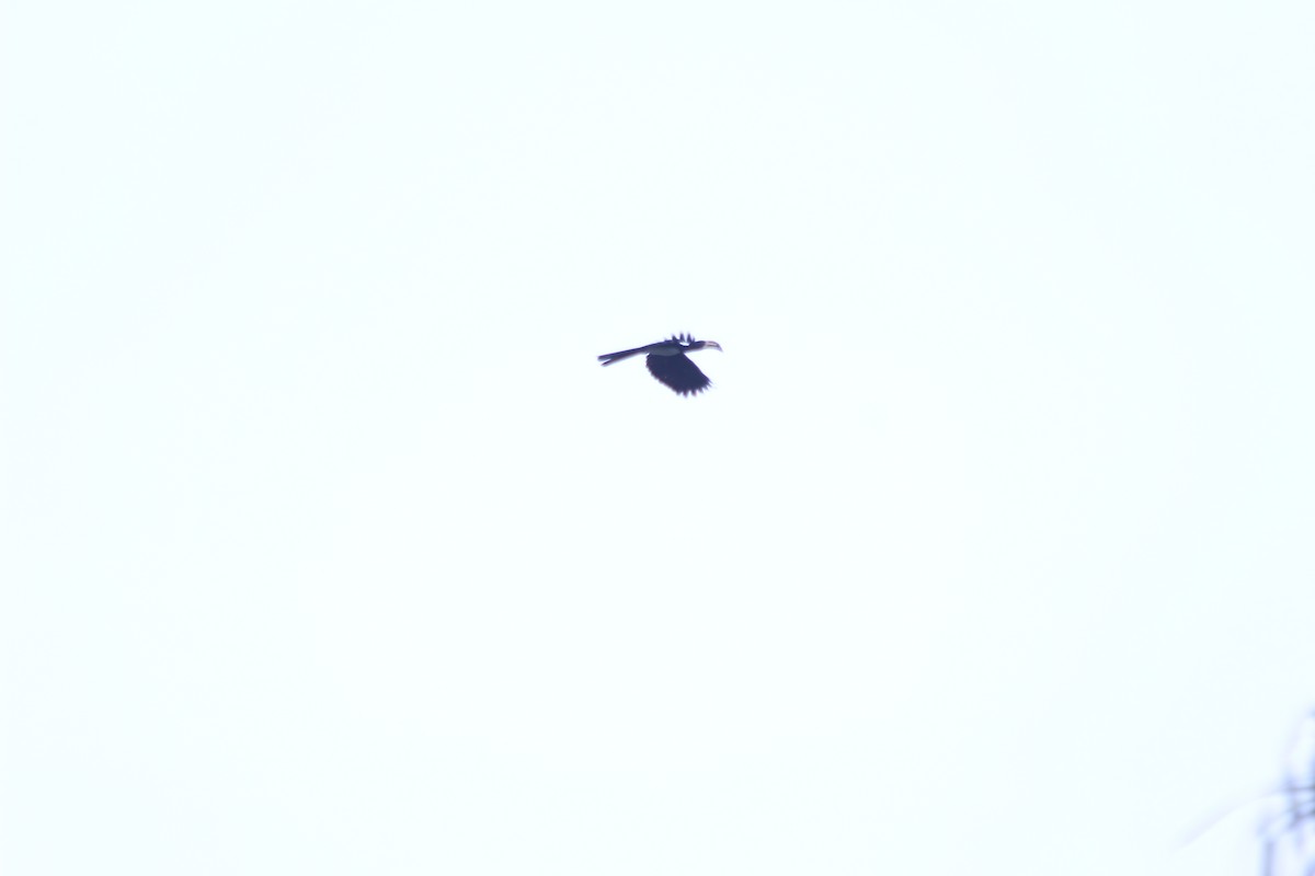 Calao brévibande - ML382784411