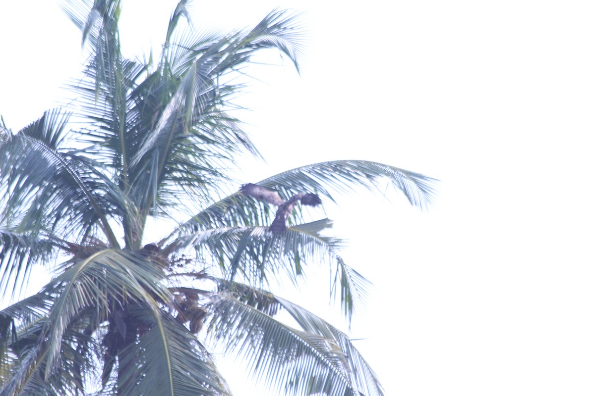 Gymnogène d'Afrique - ML382784691