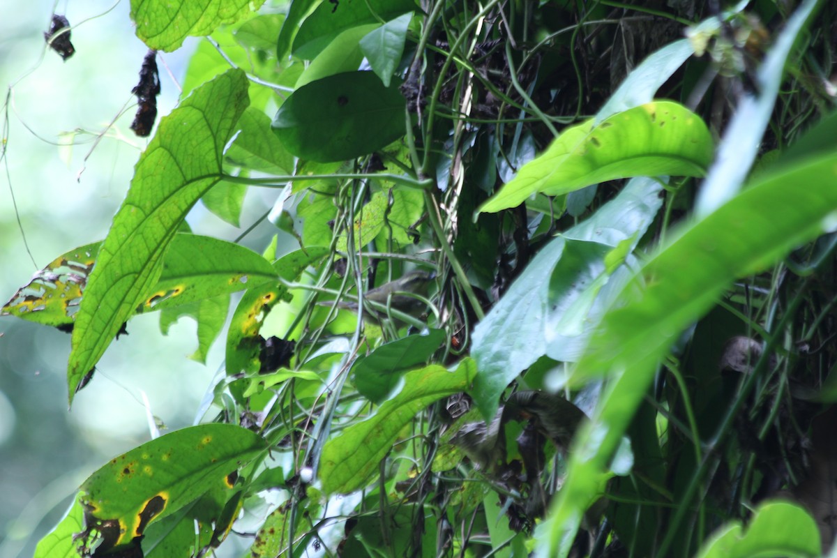 Hylia verte - ML382786491