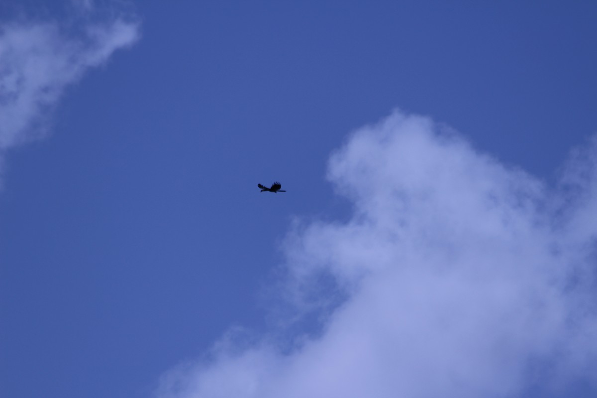 Calao brévibande - ML382786611