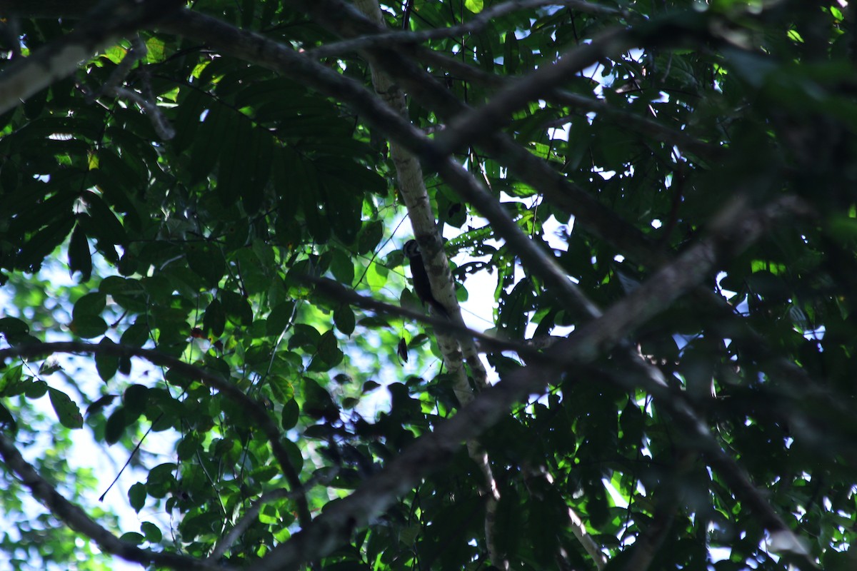 Pic à ventre de feu - ML382786721