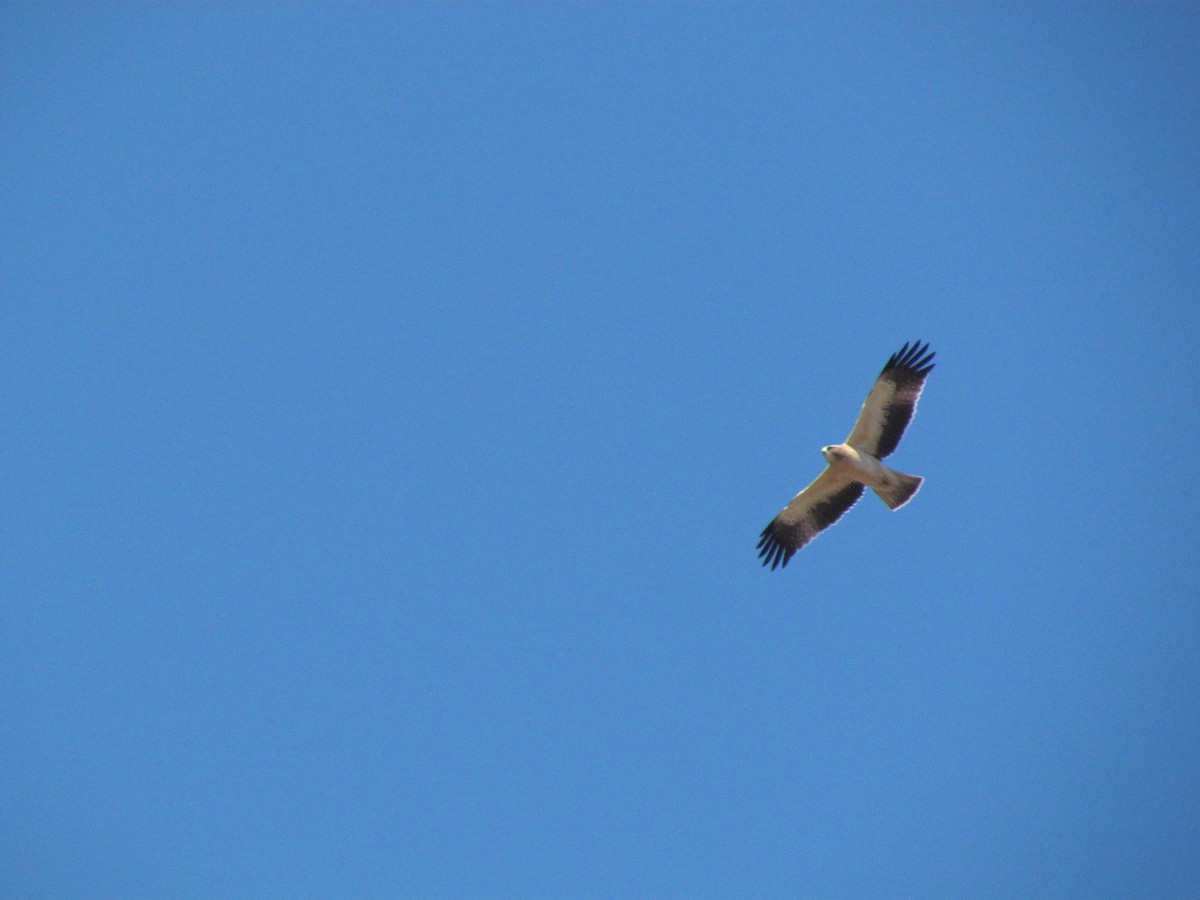 Booted Eagle - ML38278681