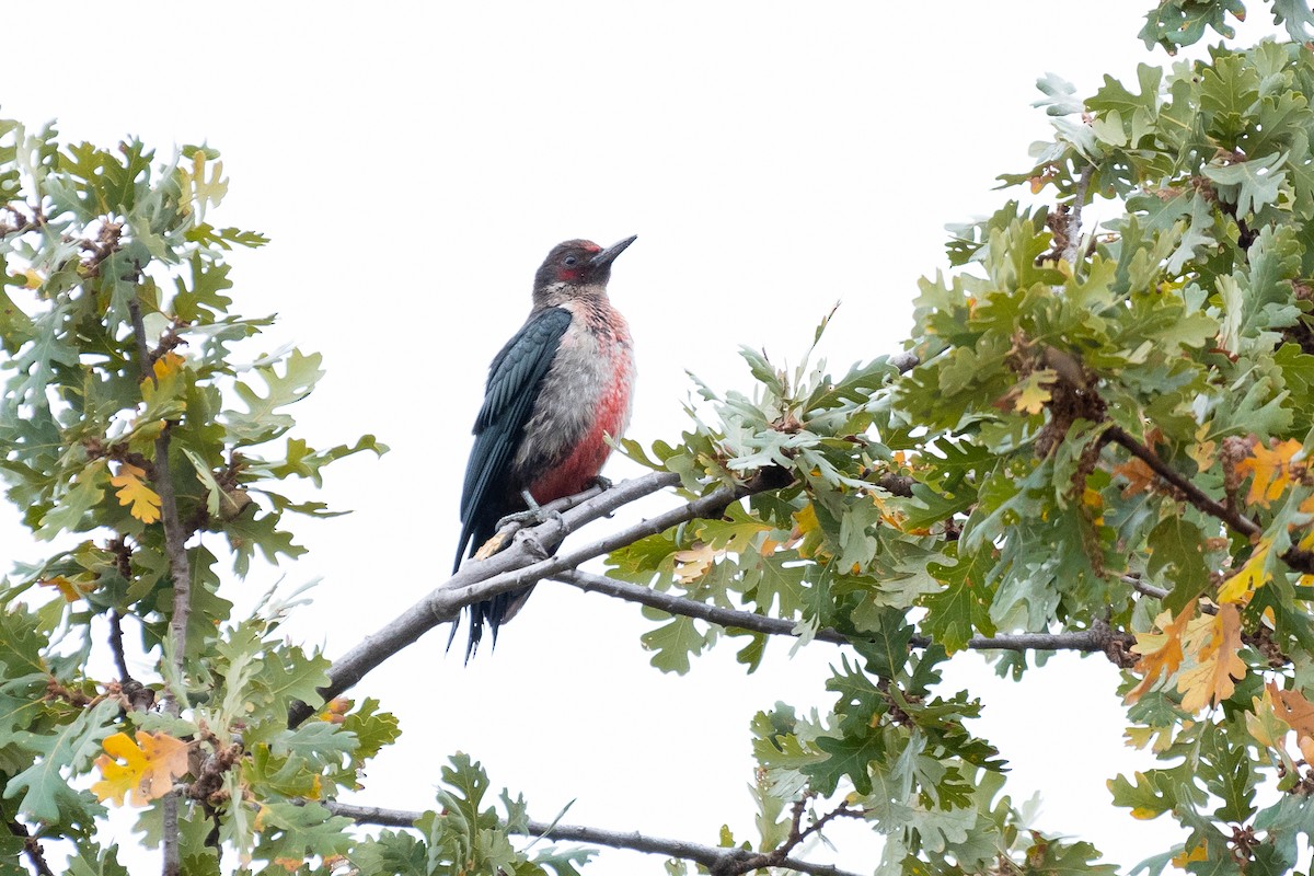 Lewis's Woodpecker - ML382786961