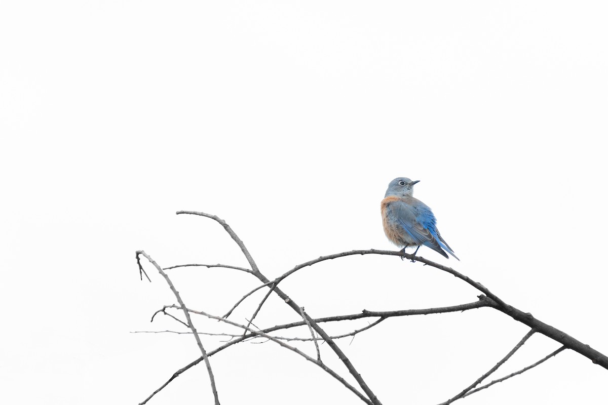 Western Bluebird - ML382787181