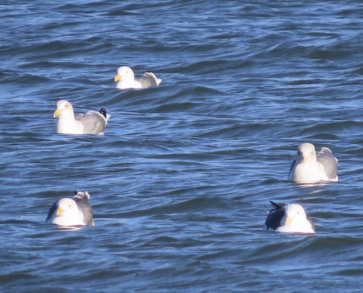 Goéland d'Audubon - ML382787261