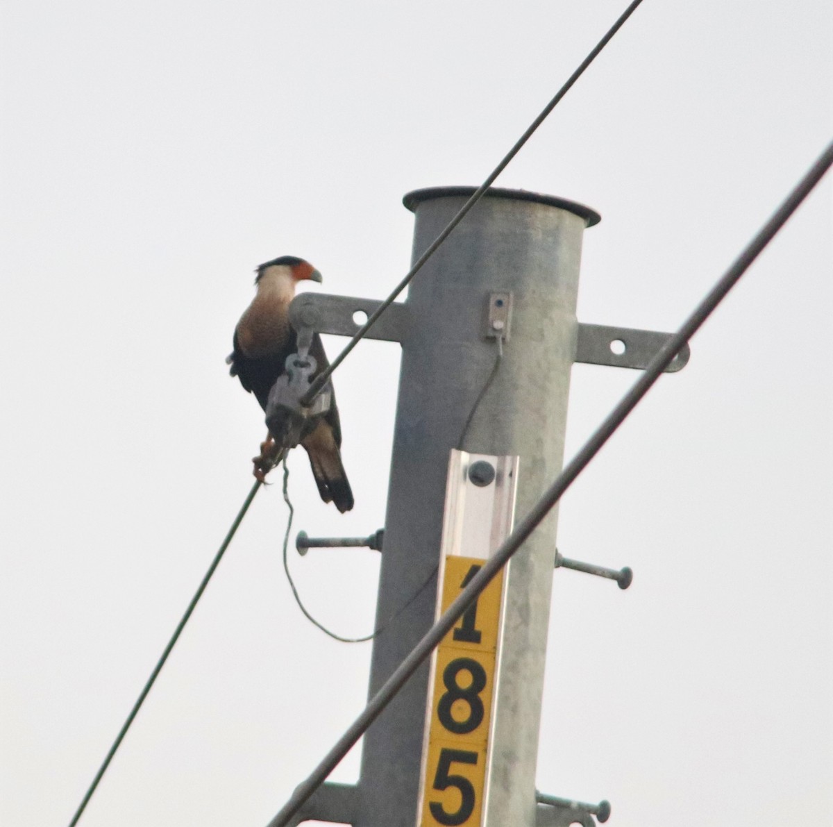 Caracara huppé - ML382787381