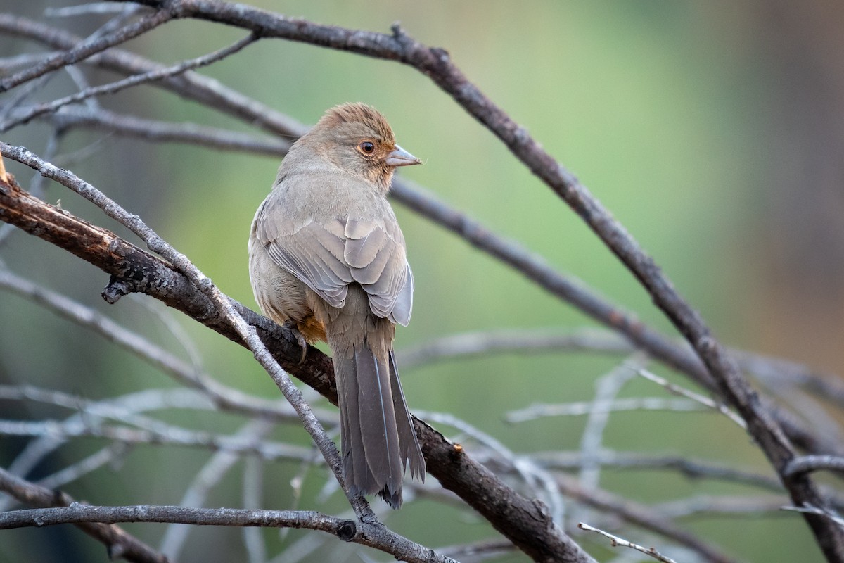 California Towhee - ML382787401