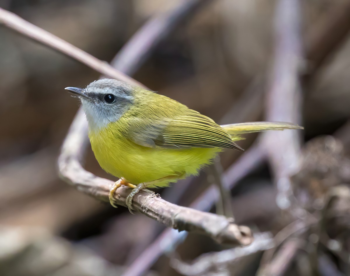 Yellow-bellied Warbler - Jian Mei