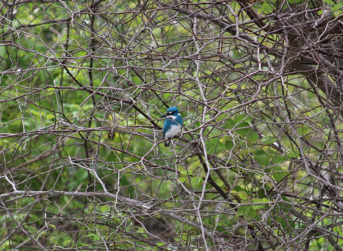 Small Blue Kingfisher - ML38278791
