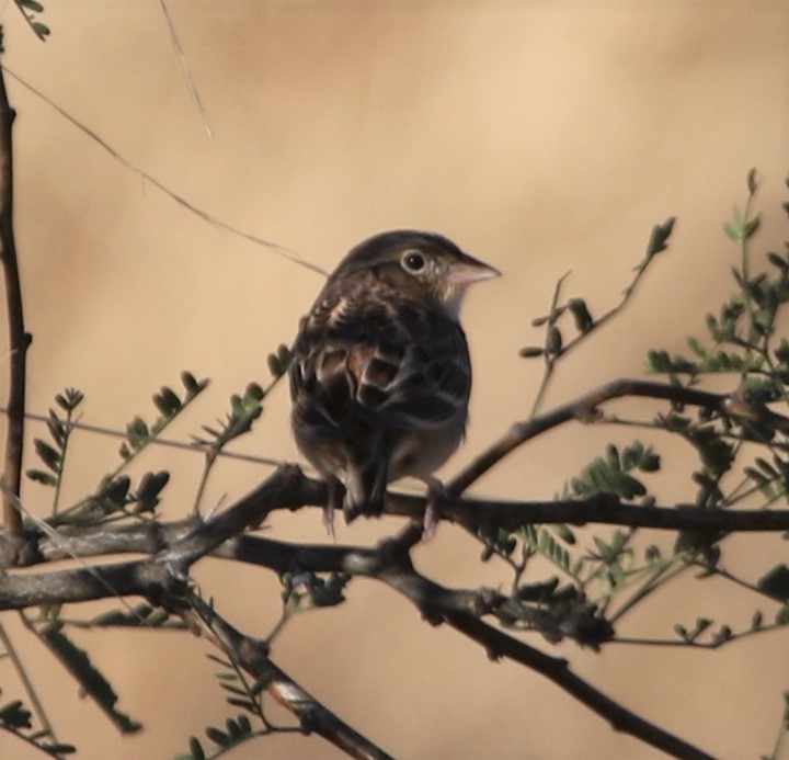 Grasshopper Sparrow - Kay Hawklee