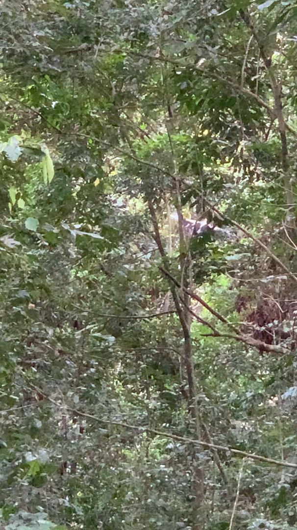 Palmiste africain - ML382789361