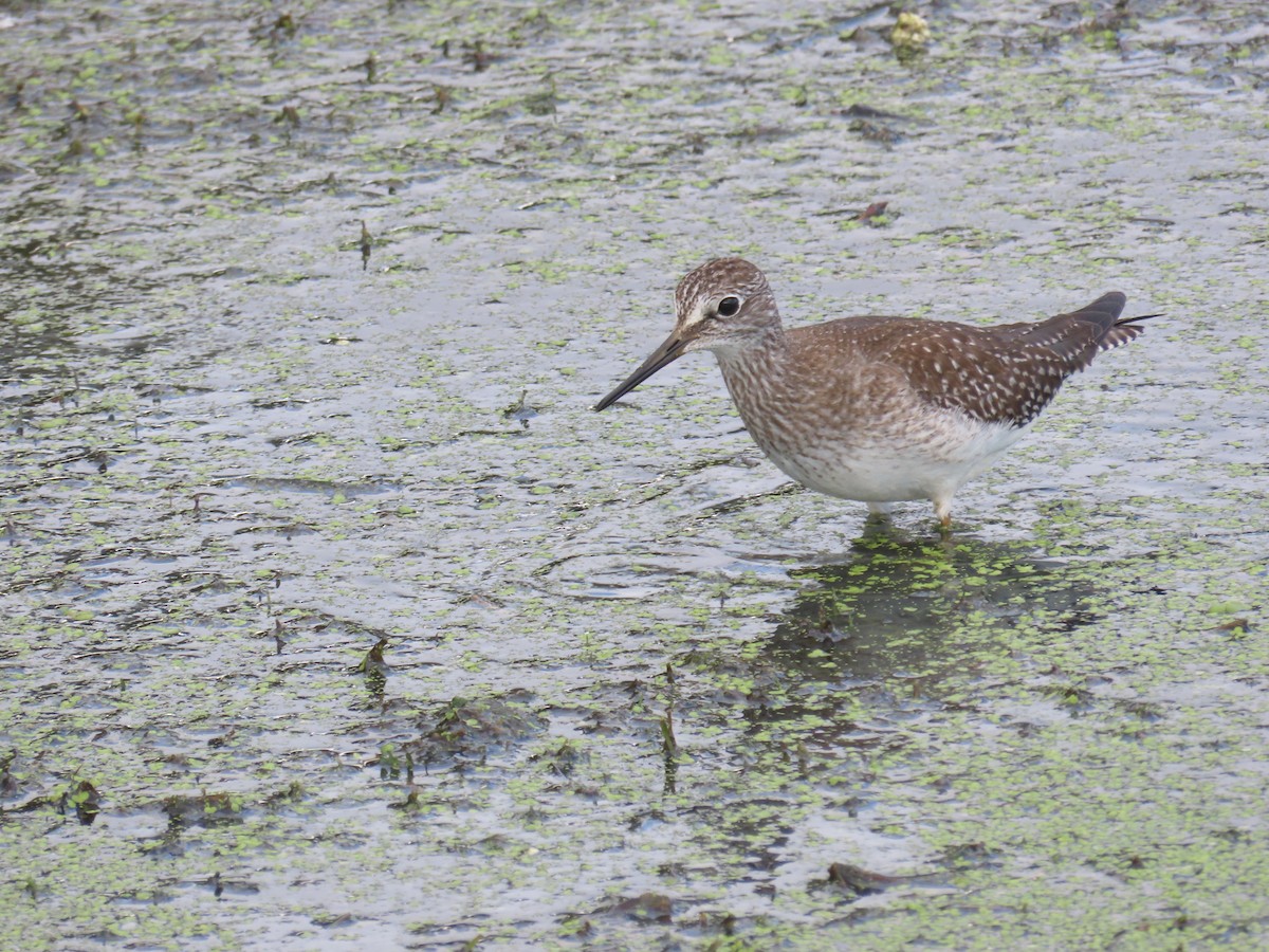 Lesser Yellowlegs - ML382789901