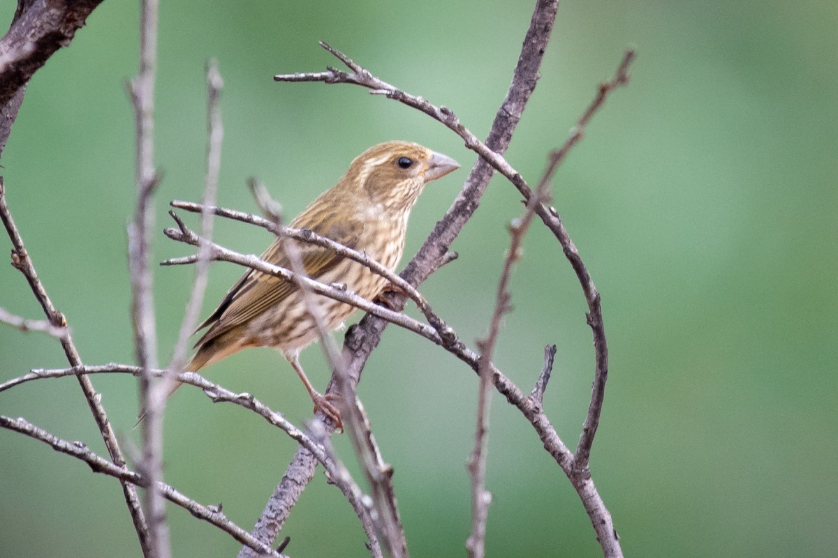 Purple Finch - ML382790221