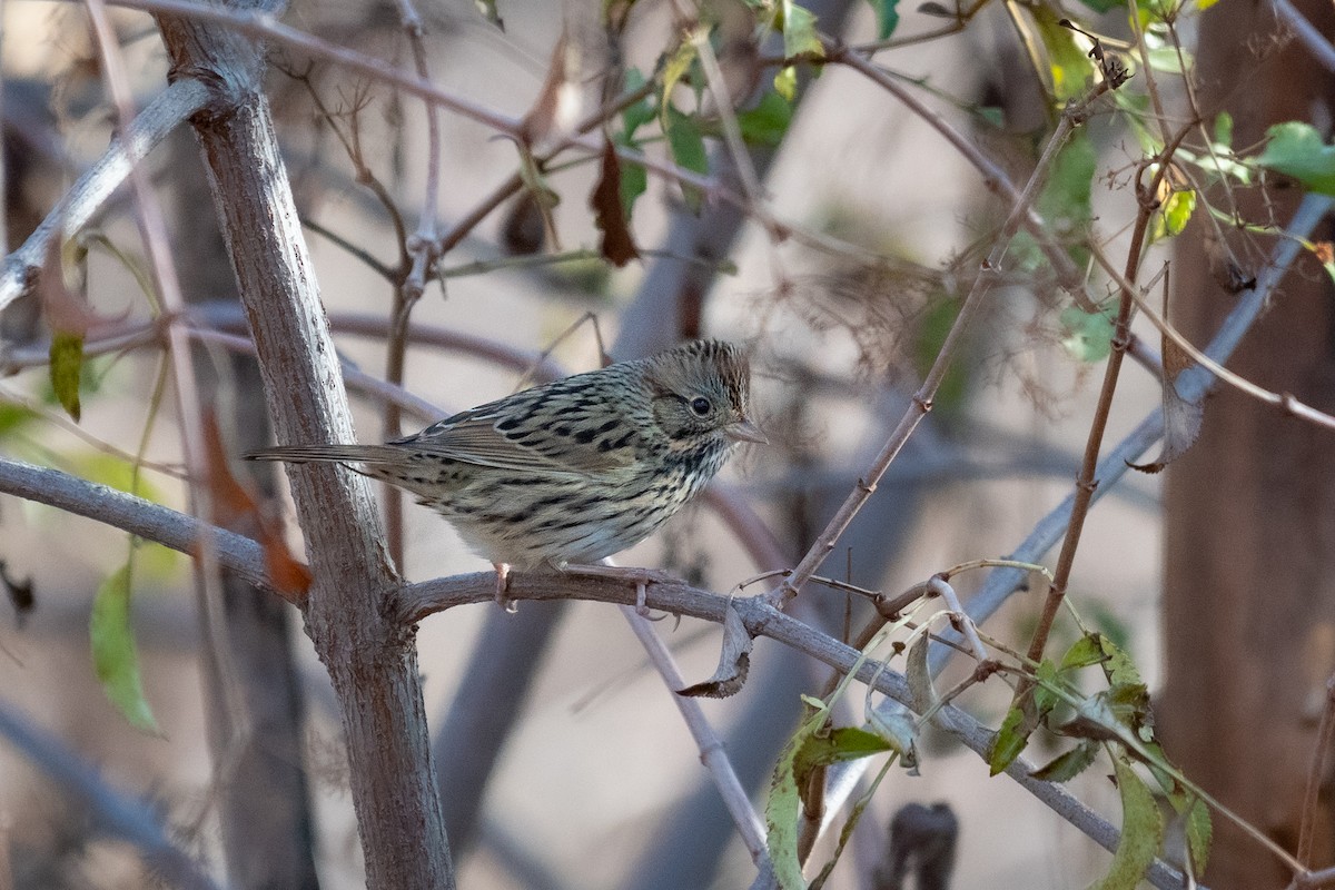 Lincoln's Sparrow - ML382790381