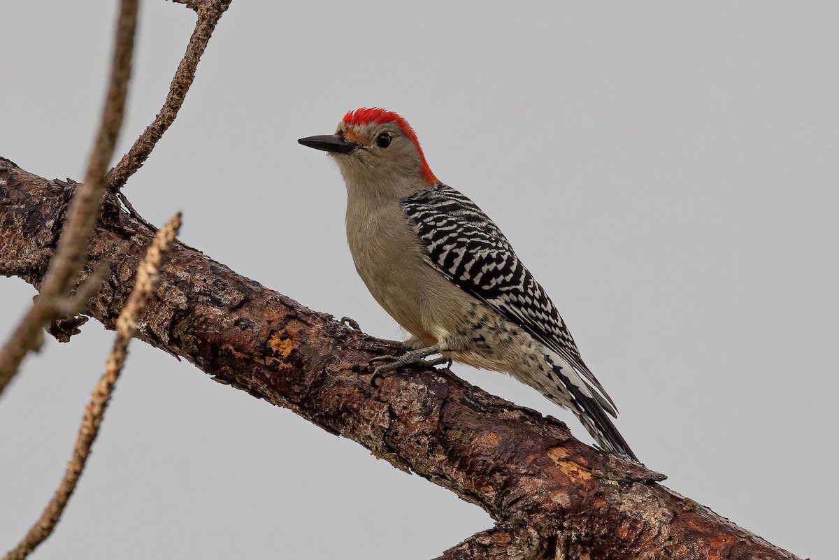 Red-bellied Woodpecker - Scott Coupland