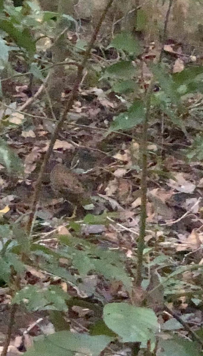 Francolin de Latham - ML382791101