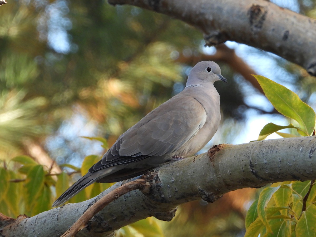 Eurasian Collared-Dove - Jeff Percell