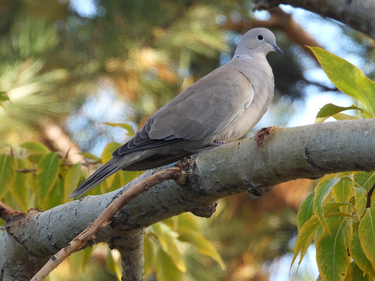 Eurasian Collared-Dove - Jeff Percell