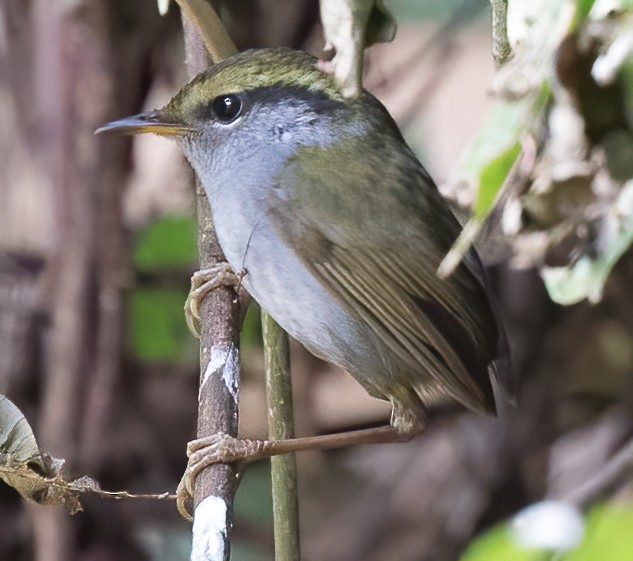 Slaty-bellied Tesia - ML382792061