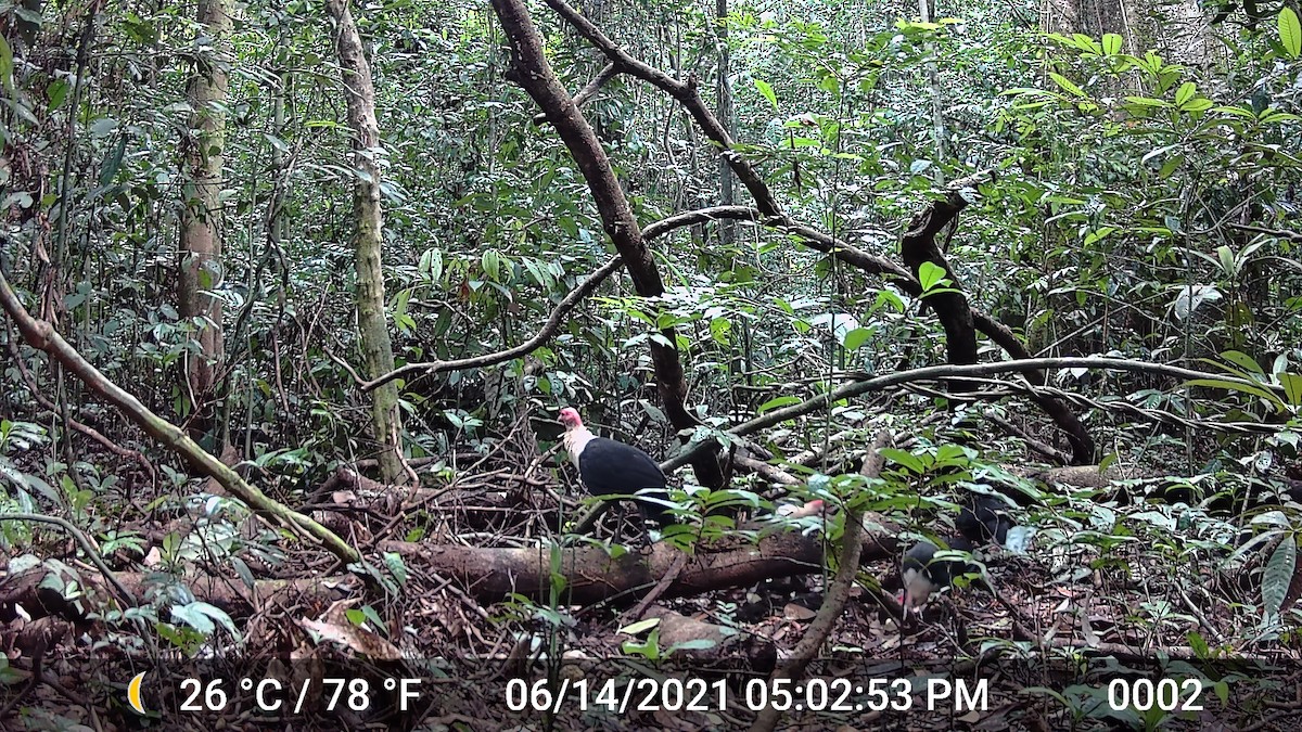 White-breasted Guineafowl - ML382792201