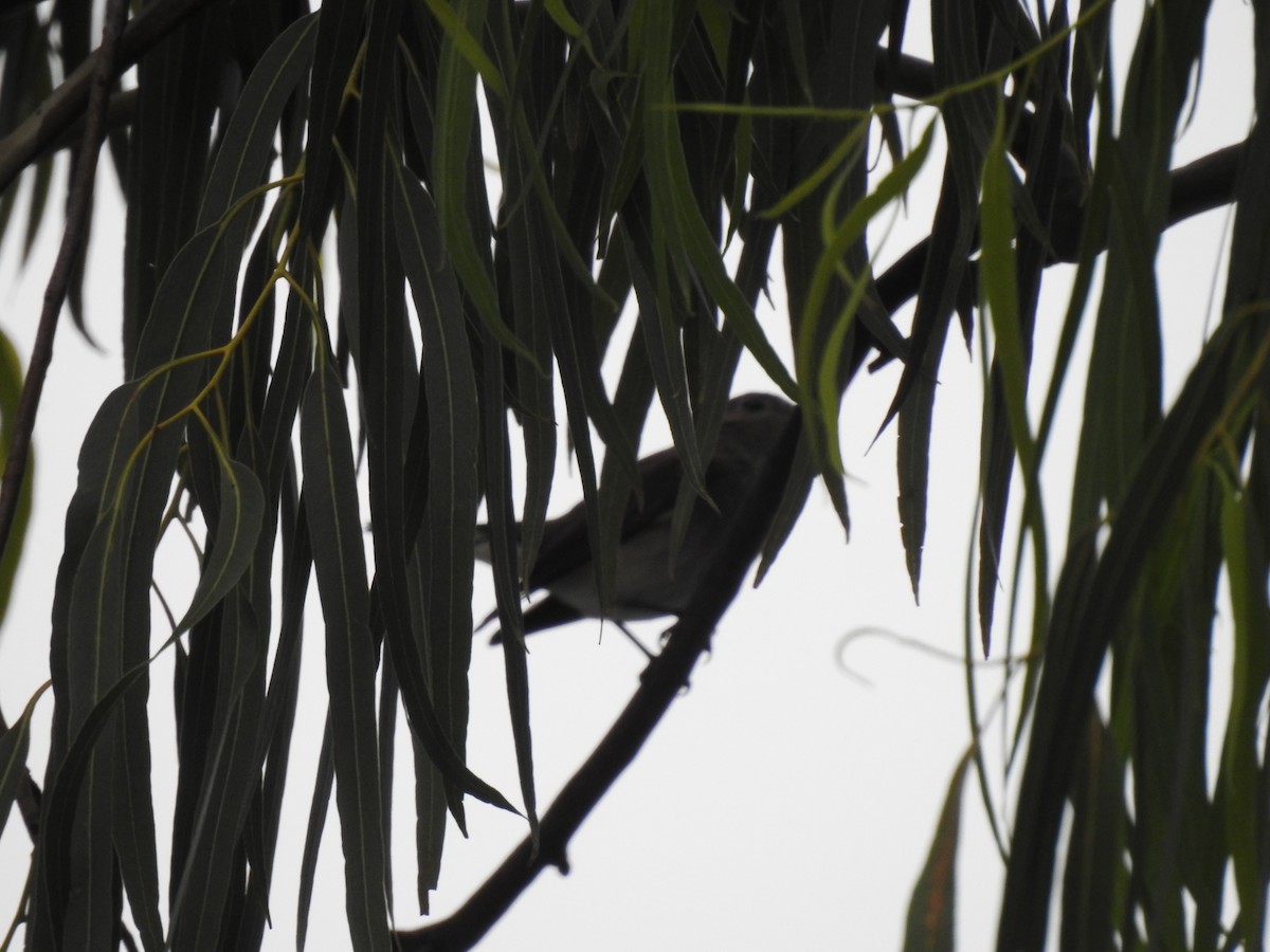 Asian Brown Flycatcher - Suchada Panjan