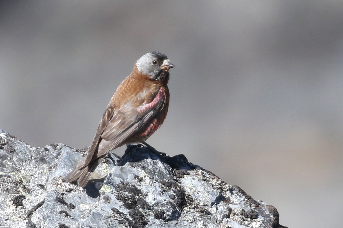 Gray-crowned Rosy-Finch - ML382793191