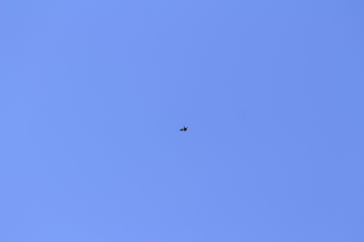 Martinet d'Ussher - ML382794301