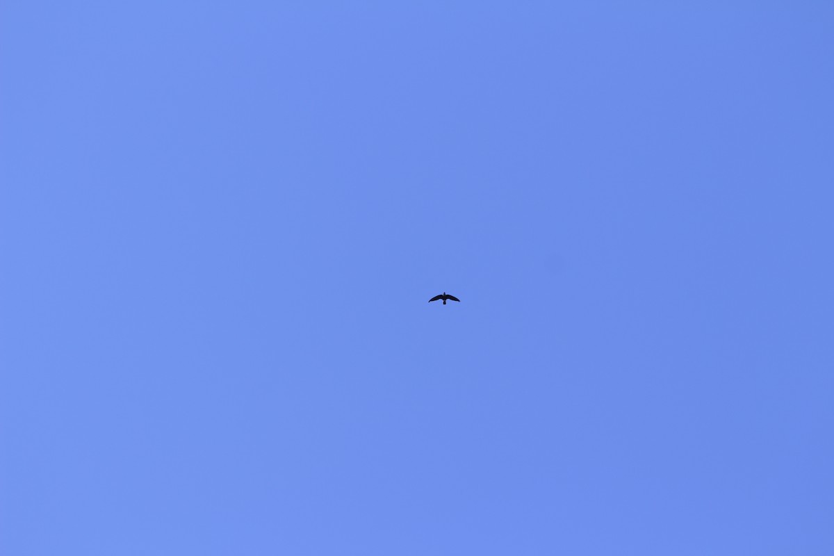 Martinet d'Ussher - ML382794321