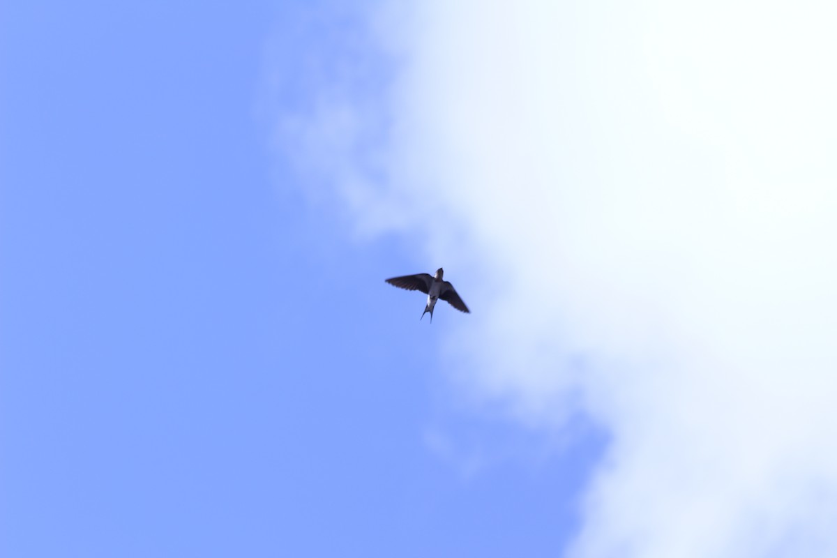 Hirondelle de Guinée - ML382794351