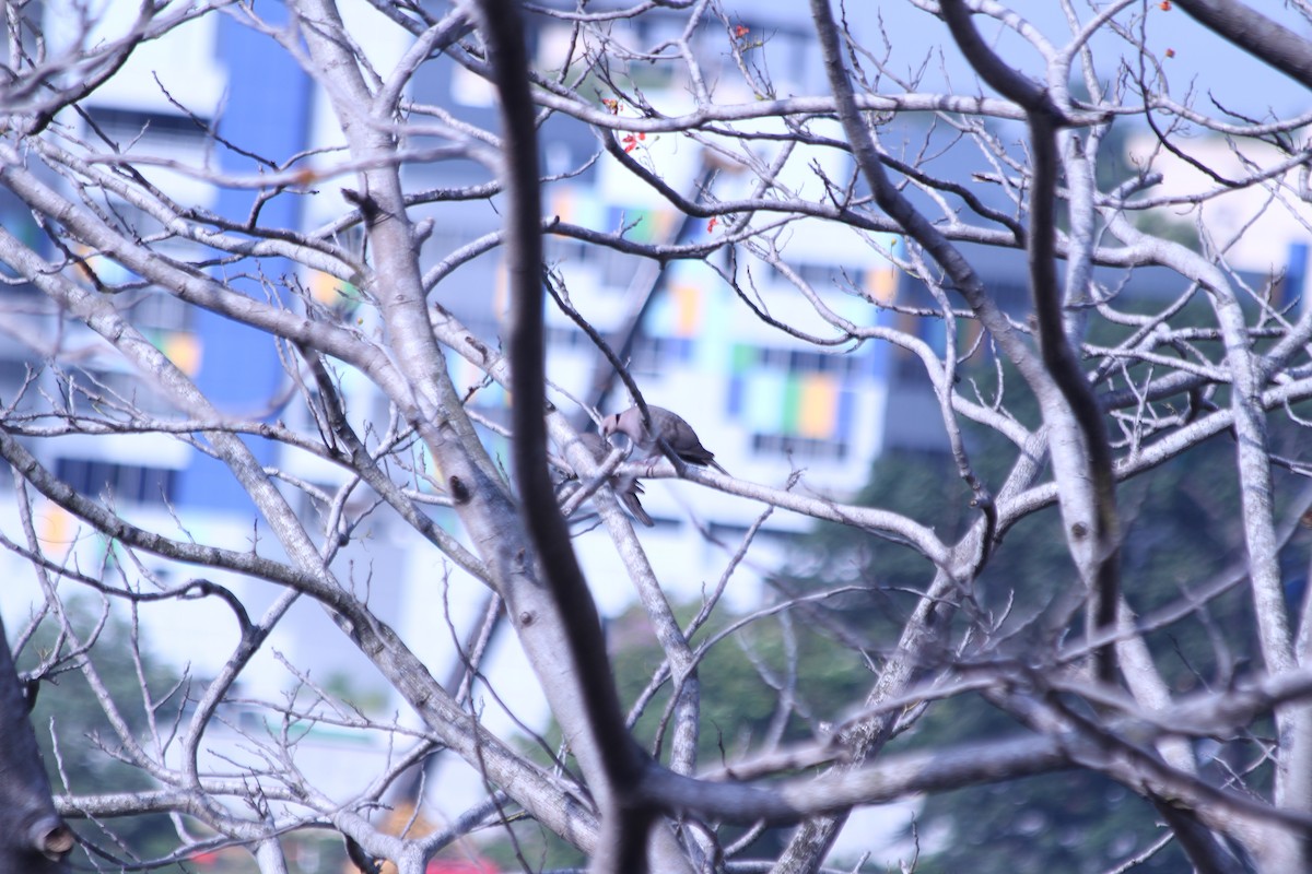 Tourterelle à collier - ML382794381