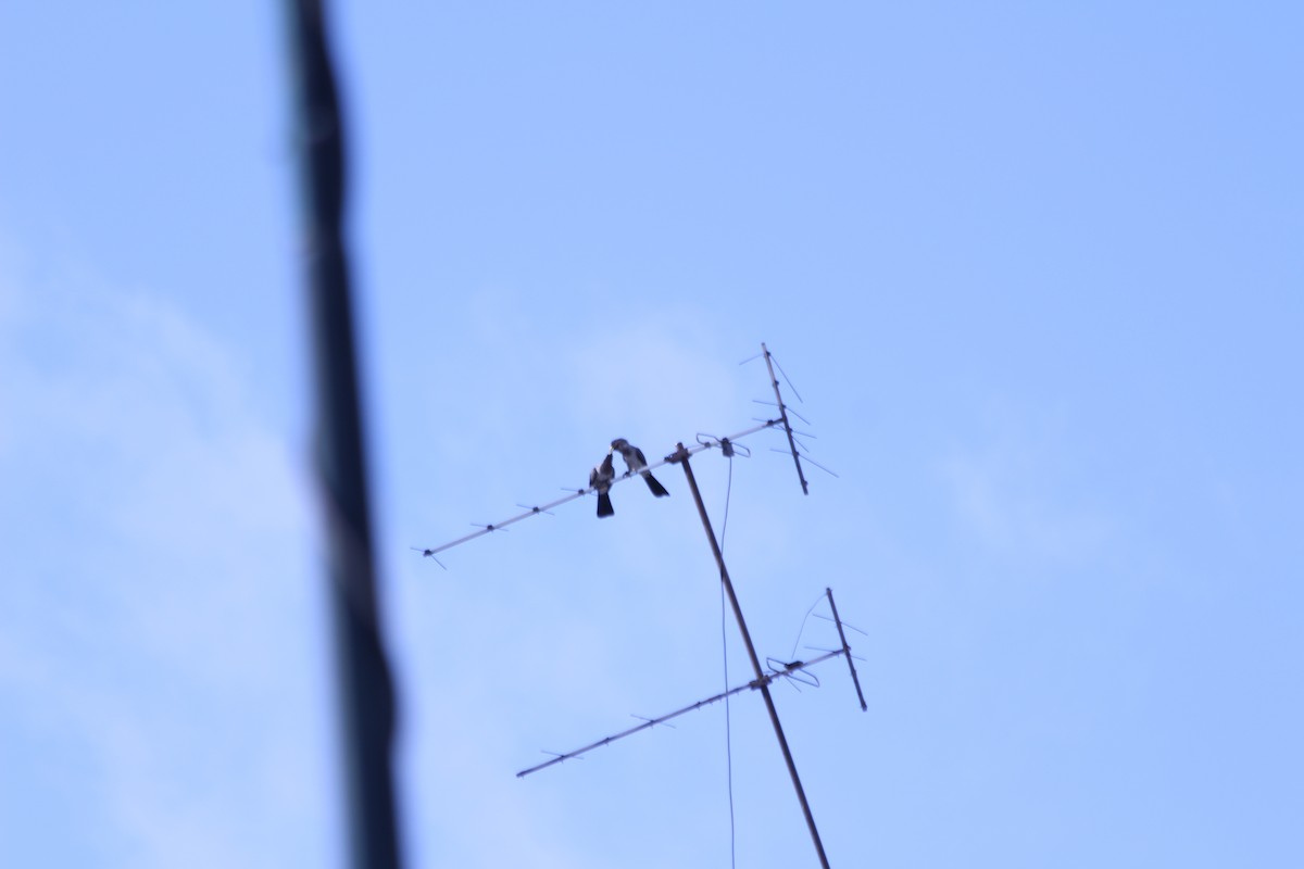 Touraco gris - ML382794421