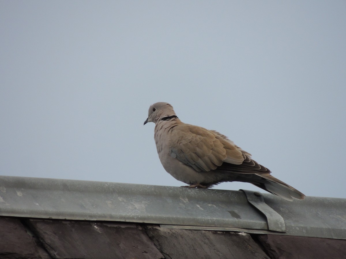 Eurasian Collared-Dove - ML382794861