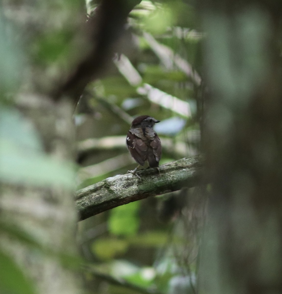 Ash-throated Gnateater - Matt Yawney