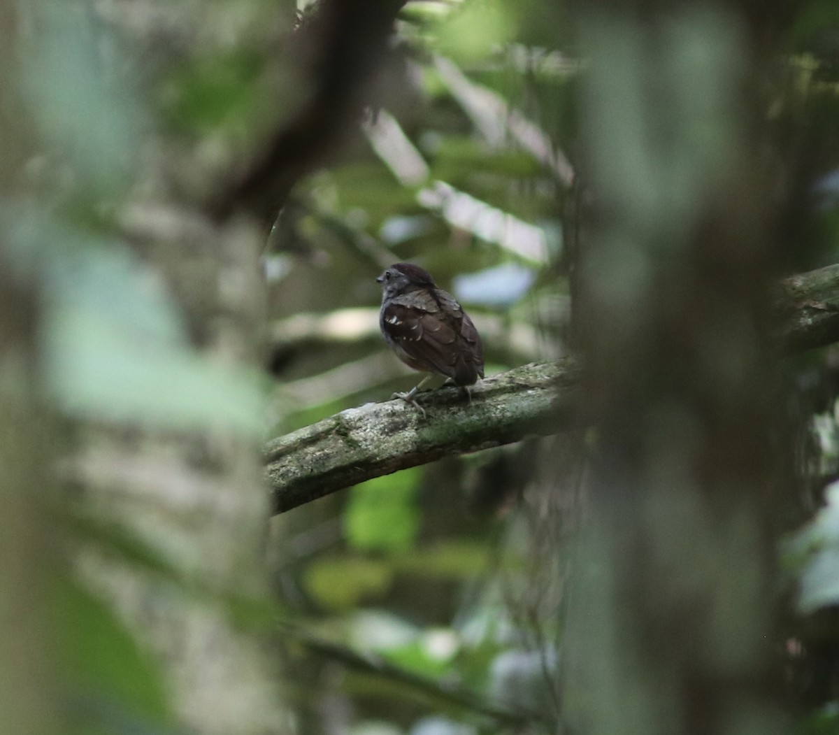 Ash-throated Gnateater - Matt Yawney