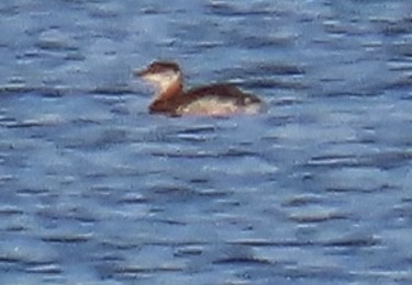 Red-necked Grebe - ML382799211