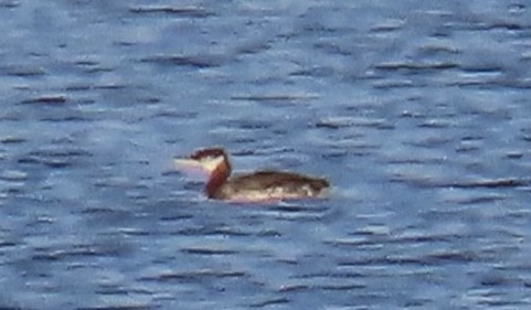 Red-necked Grebe - ML382799221