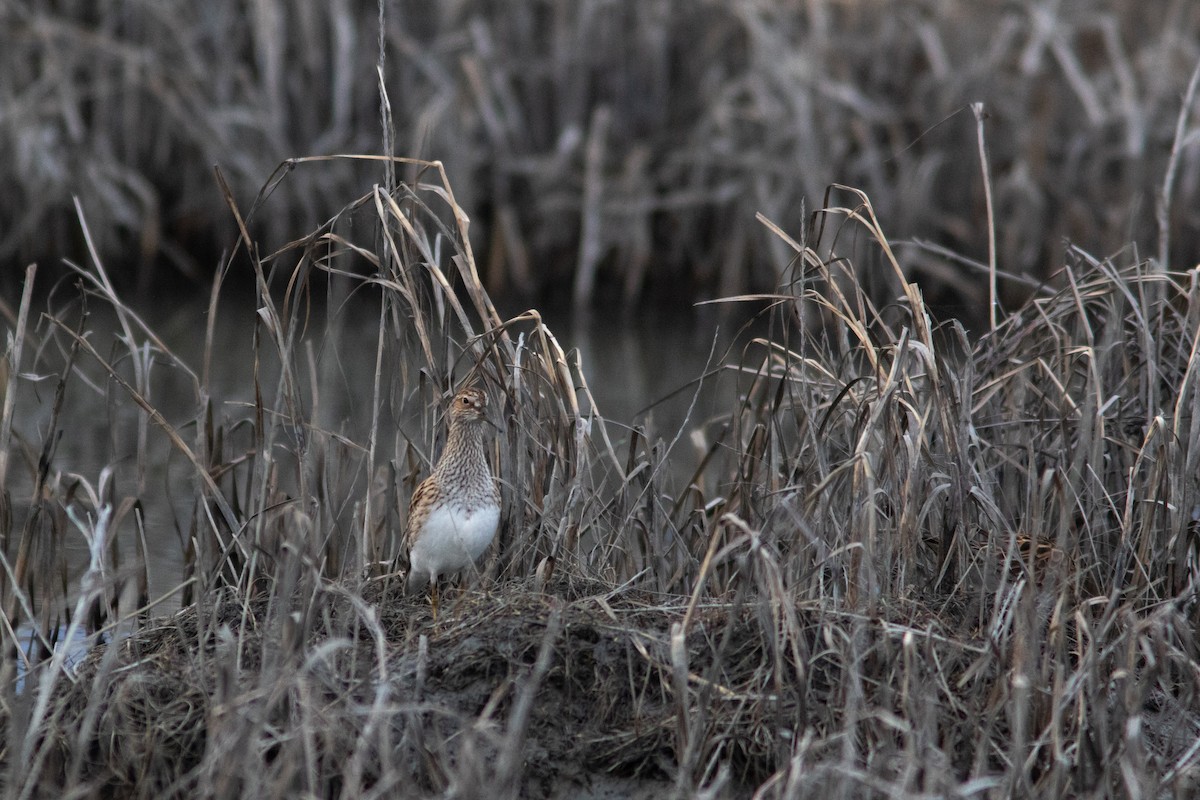Pectoral Sandpiper - ML382803701